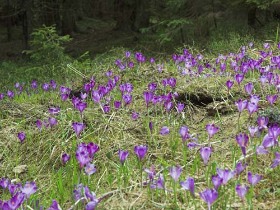 erdei túra útvonal, hargita